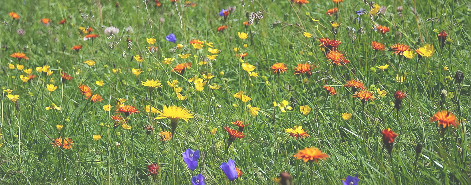 Ferienhaus Sonnenhang Natur3 Header