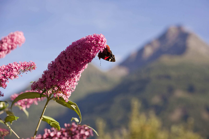 Summer Bliss in Osttirol