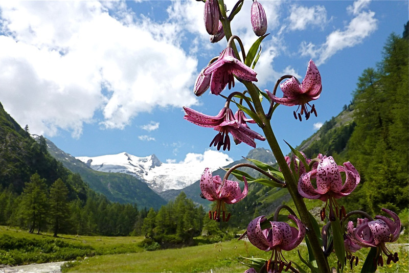 Sommerfrische in Osttirol